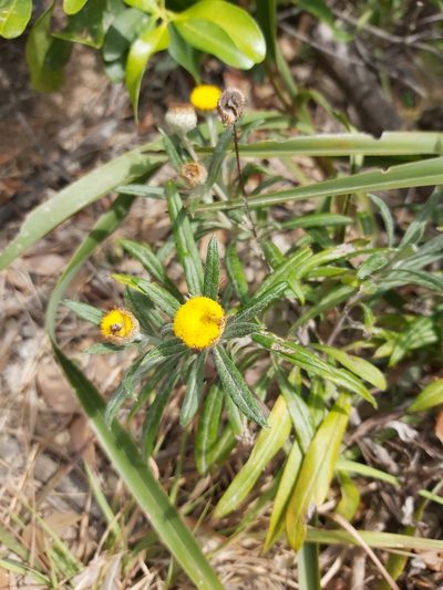 Coronidium rupicola, photographed by Tim