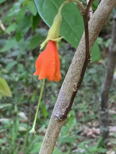 Helicteres brevispira, photographed by Mario Barroso
