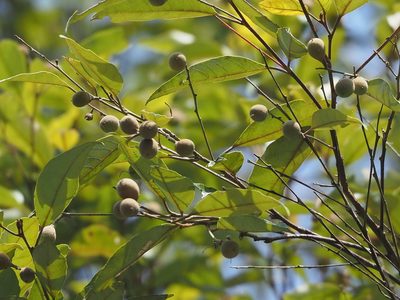 Styrax suberifolius, photographed by 葉子
