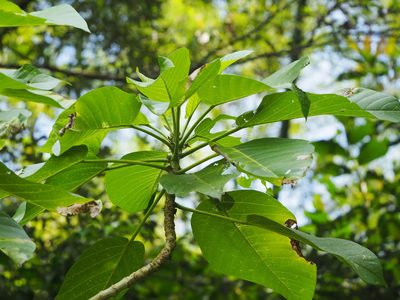 Dendrocnide meyeniana, photographed by 葉子