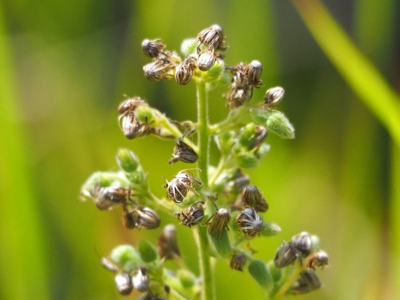 Blumea oblongifolia, photographed by 葉子