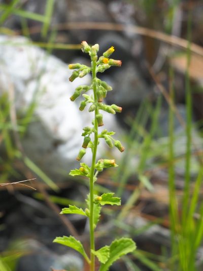 Blumea oblongifolia, photographed by 葉子