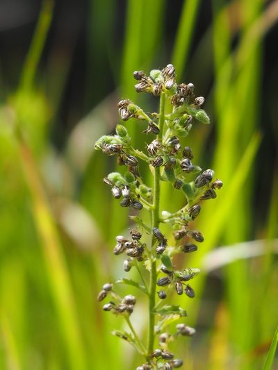 Blumea oblongifolia, photographed by 葉子