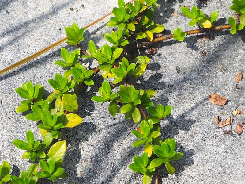Ficus vaccinioides, photographed by 葉子