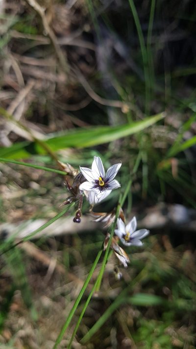 Sisyrinchium scariosum, photographed by ANDRÉS GONZÁLEZ