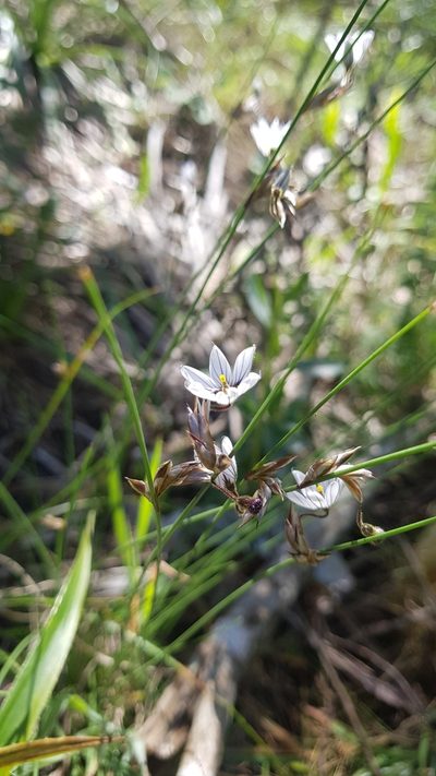 Sisyrinchium scariosum, photographed by ANDRÉS GONZÁLEZ
