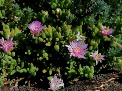 Drosanthemum floribundum, photographed by flamelily