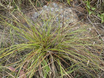 Schoenus falcatus, photographed by 葉子