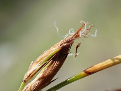 Schoenus falcatus, photographed by 葉子