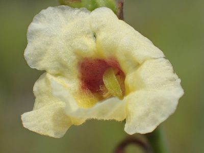 Centranthera cochinchinensis, photographed by 葉子
