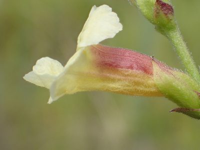 Centranthera cochinchinensis, photographed by 葉子