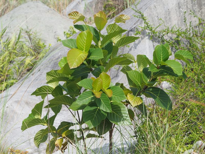 Neonauclea reticulata, photographed by 葉子