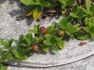 Ficus vaccinioides, photographed by 葉子