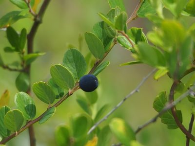Berchemia lineata, photographed by 葉子