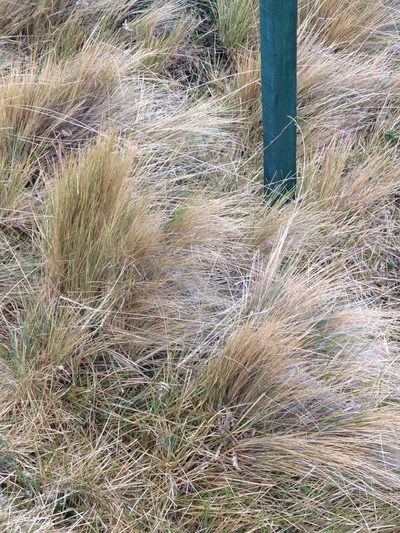 Festuca gracillima, photographed by Pablo