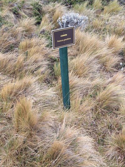 Festuca gracillima, photographed by Pablo