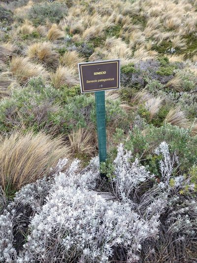 Senecio patagonicus, photographed by Pablo