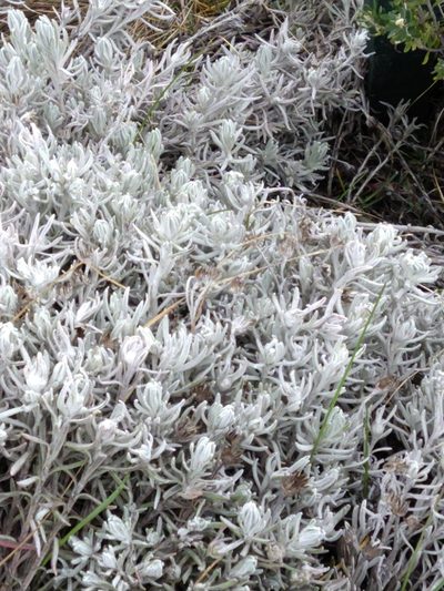 Senecio patagonicus, photographed by Pablo