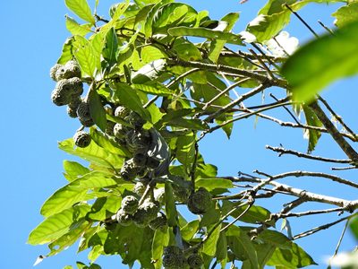 Lithocarpus lepidocarpus, photographed by Jacy Chen
