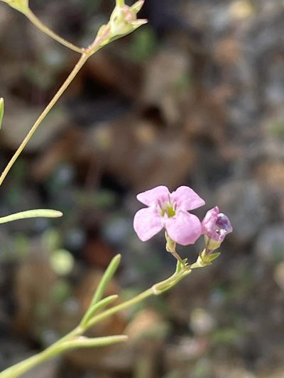 Stenotis asperuloides, photographed by Jim Riley