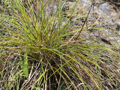 Schoenus falcatus, photographed by 葉子