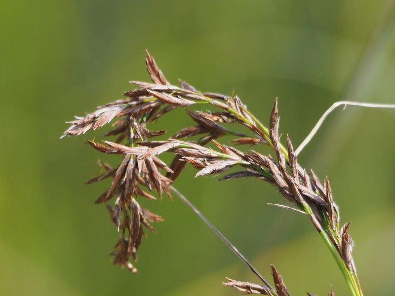 Schoenus falcatus, photographed by 葉子
