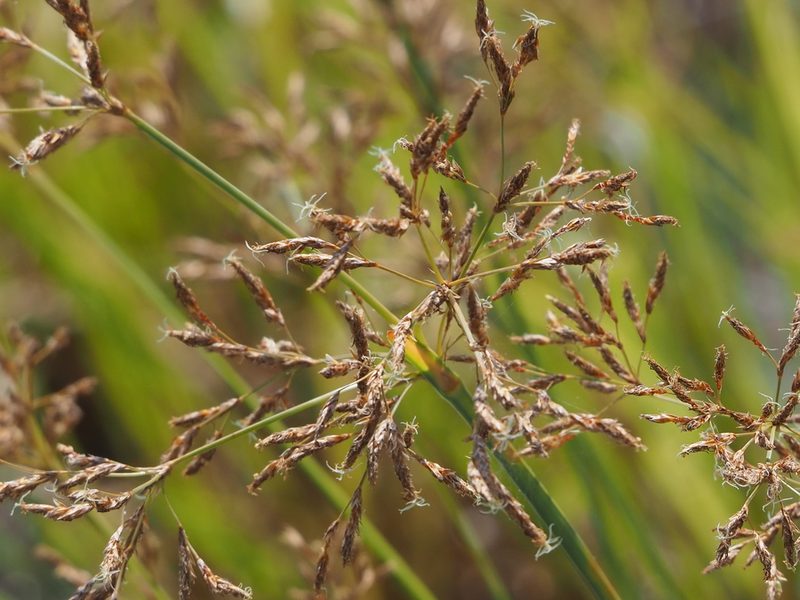 Fimbristylis complanata, photographed by 葉子