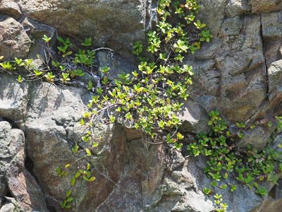 Ficus vaccinioides, photographed by 葉子