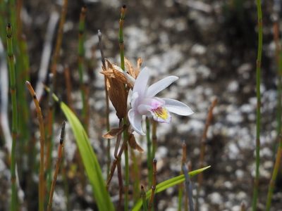 Bletilla formosana, photographed by 葉子