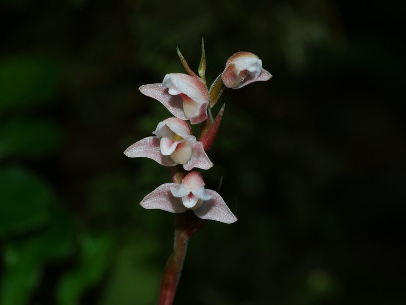 Goodyera velutina, photographed by Jacy Chen