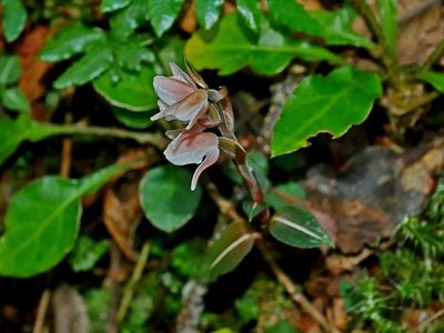 Goodyera velutina, photographed by Jacy Chen