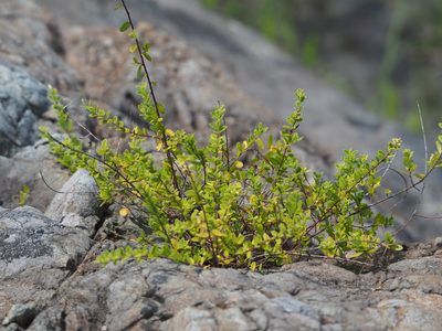 Berchemia lineata, photographed by 葉子