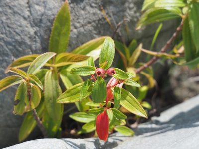 Melastoma scaberrimum, photographed by 葉子