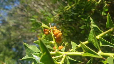 Jodina rhombifolia, photographed by ANDRÉS GONZÁLEZ
