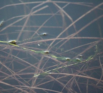 Potamogeton perfoliatus, photographed by Юлия