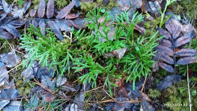 Diphasiastrum complanatum, photographed by Tatiana Strus
