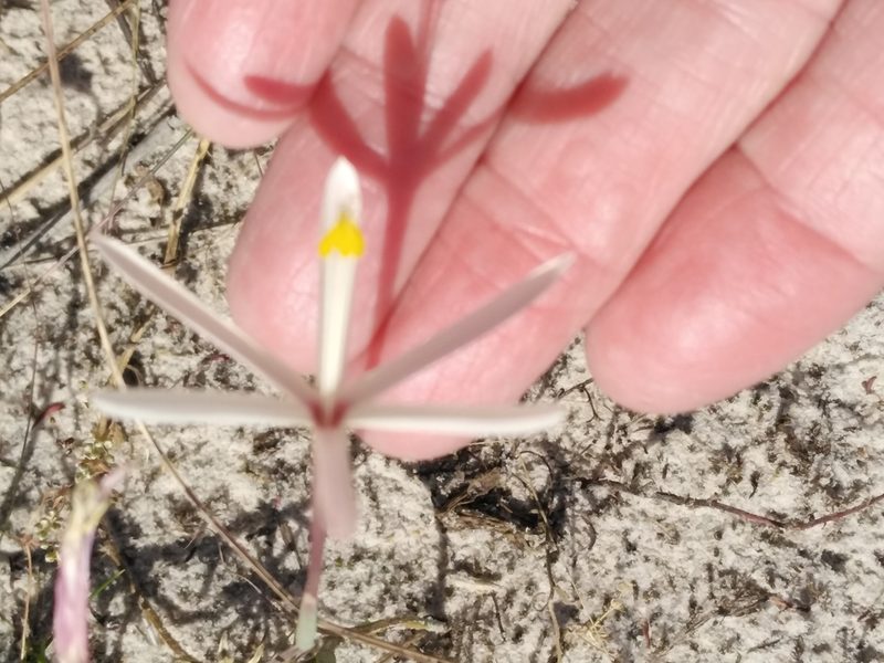 Geissorhiza tenella, photographed by melda