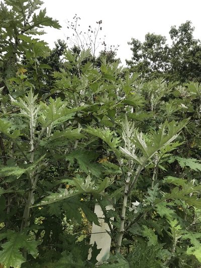 Berkheya debilis, photographed by Presha Soogrim