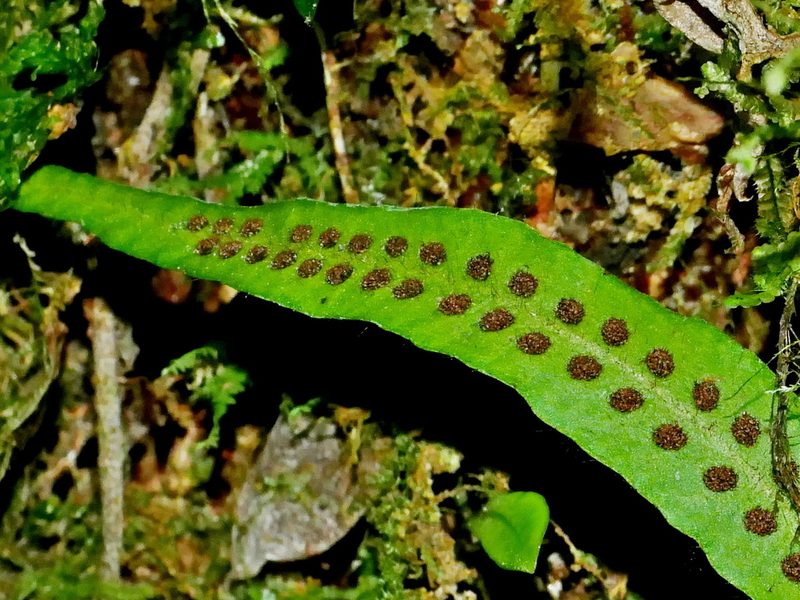 Oreogrammitis congener, photographed by Jacy Chen