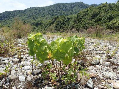 Hibiscus makinoi, photographed by 葉子