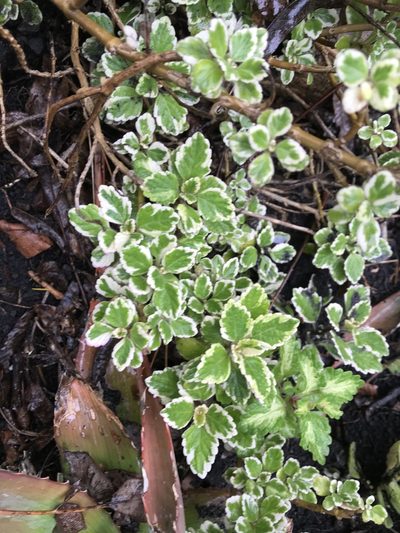 Coleus madagascariensis, photographed by Presha Soogrim