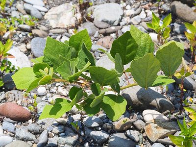 Puhuaea sequax, photographed by 葉子