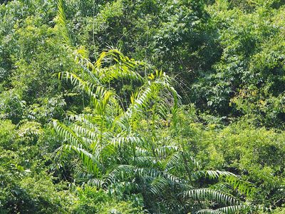 Calamus formosanus, photographed by 葉子