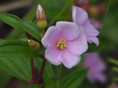 Melastoma scaberrimum, photographed by 葉子