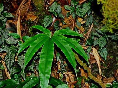 Pteris subesquirolii, photographed by Jacy Chen