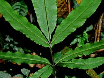 Pteris subesquirolii, photographed by Jacy Chen