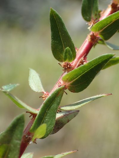Gonostegia pentandra, photographed by 葉子