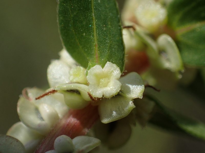 Gonostegia pentandra, photographed by 葉子
