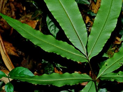 Pteris subesquirolii, photographed by Jacy Chen