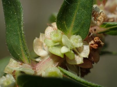 Gonostegia pentandra, photographed by 葉子